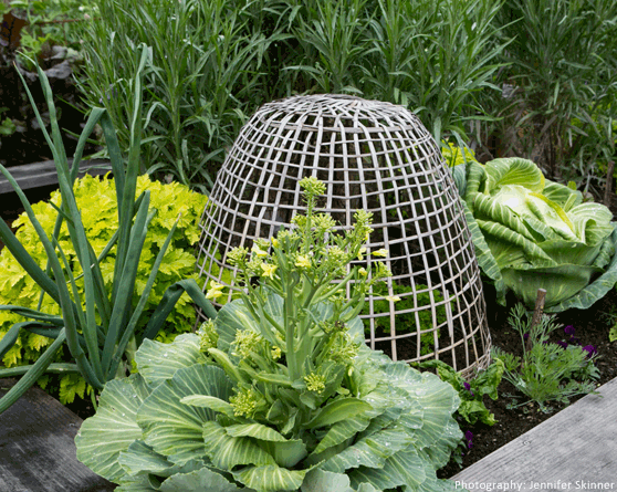 Garden Image 19