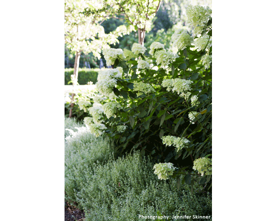 Garden Image 02